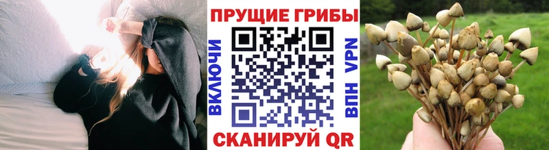 наркошоп  Южа  Псилоцибиновые грибы Psilocybe 